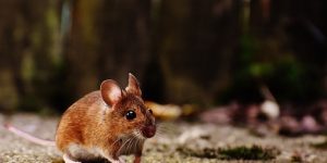 Un moyen efficace pour éloigner les souris de votre maison