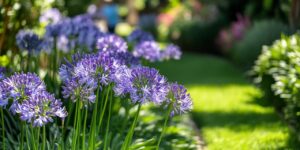 comment réussir la plantation de fleurs comme l’agapanthe dans votre jardin